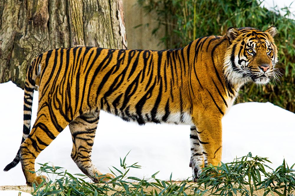 Sumatran Tiger art print by Mehgan Murphy for $57.95 CAD