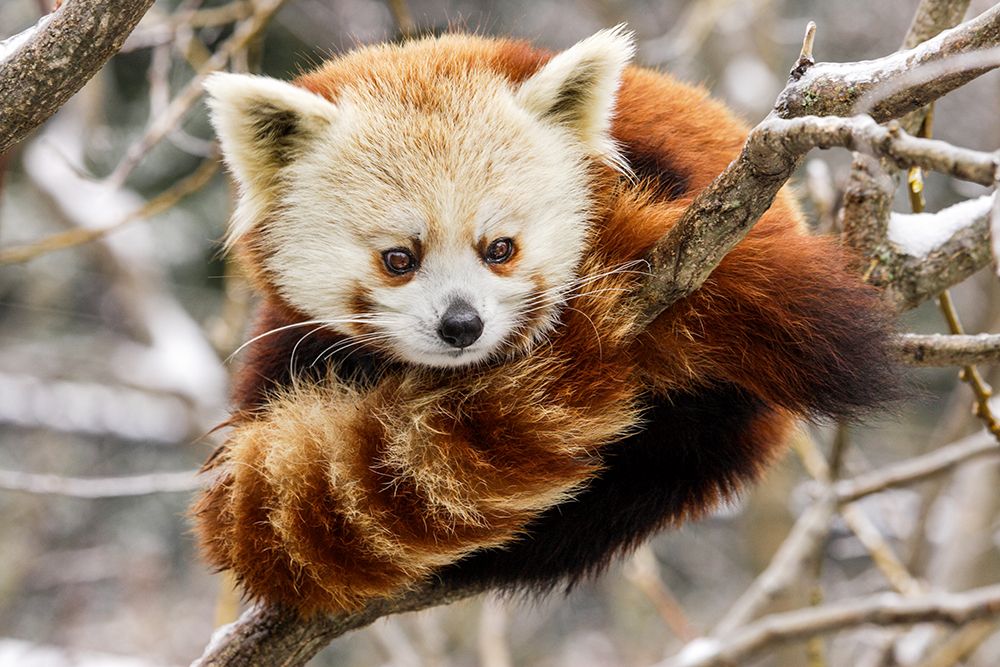 Red Panda art print by Mehgan Murphy for $57.95 CAD
