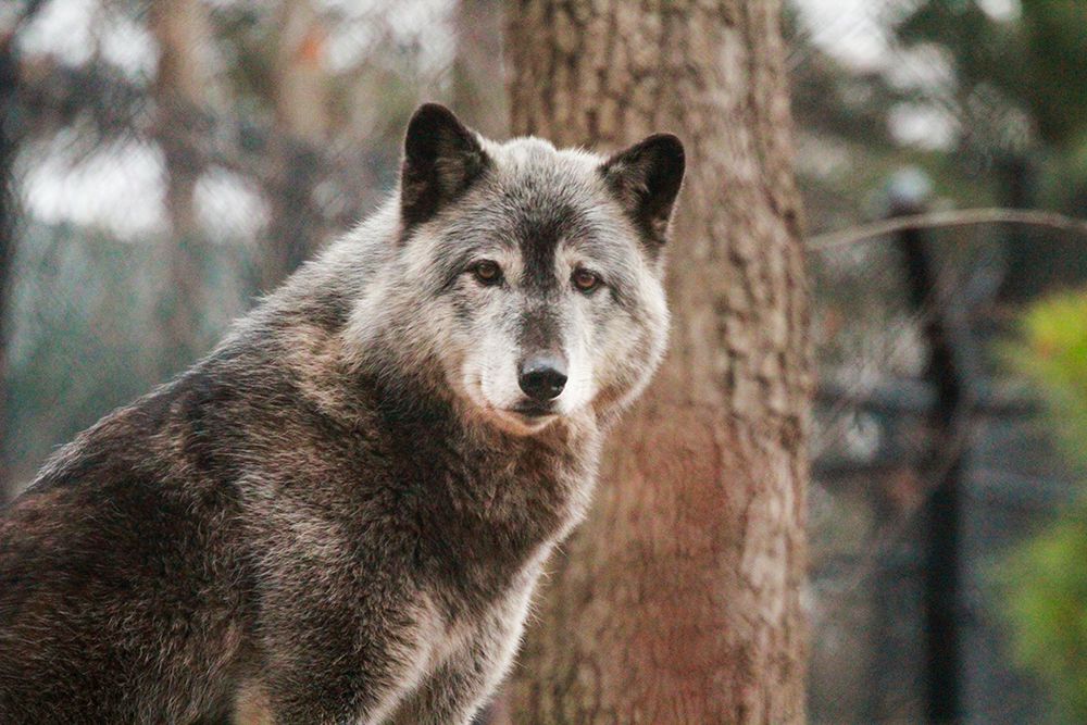 Gray Wolf art print by Brittany Steff for $57.95 CAD