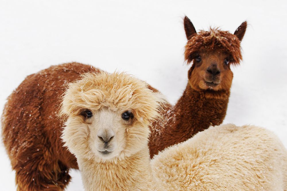 Alpacas art print by Mehgan Murphy for $57.95 CAD