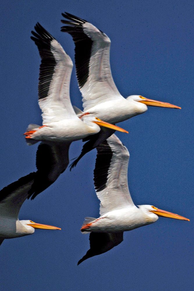 Flock of White Pelicans art print by NASA for $57.95 CAD