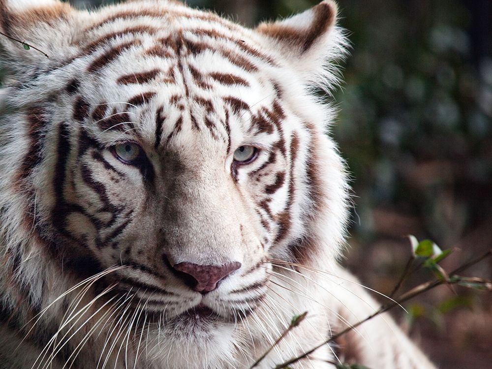 White Bengal Tiger art print by Carol Highsmith for $57.95 CAD