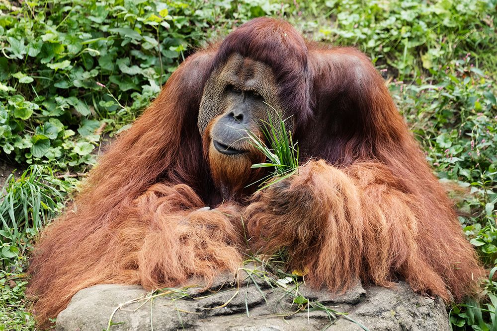 Orangutan art print by Carol Highsmith for $57.95 CAD