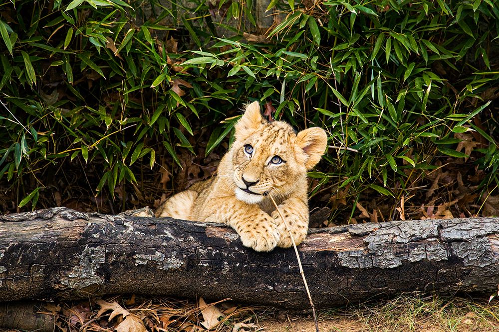 African Lion art print by Mehgan Murphy for $57.95 CAD
