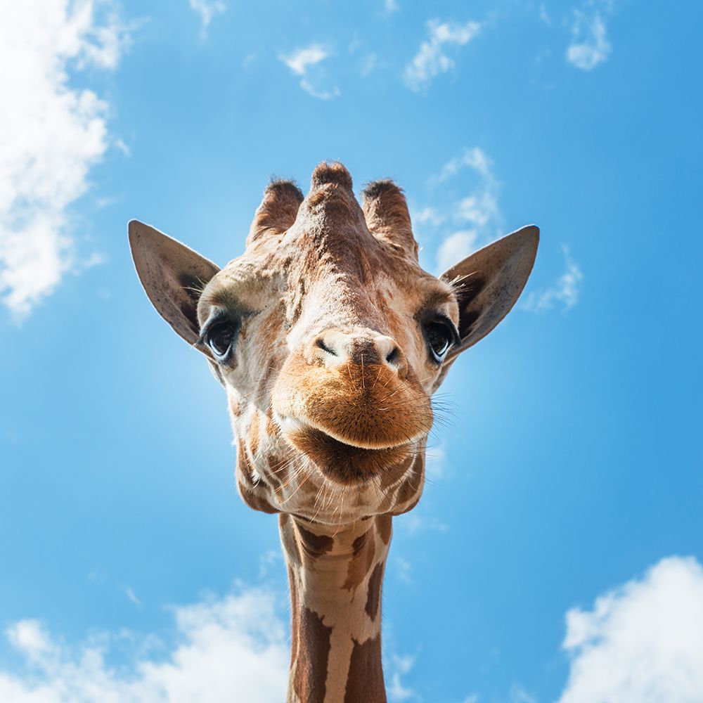 Giraffe art print by Carol Highsmith for $57.95 CAD