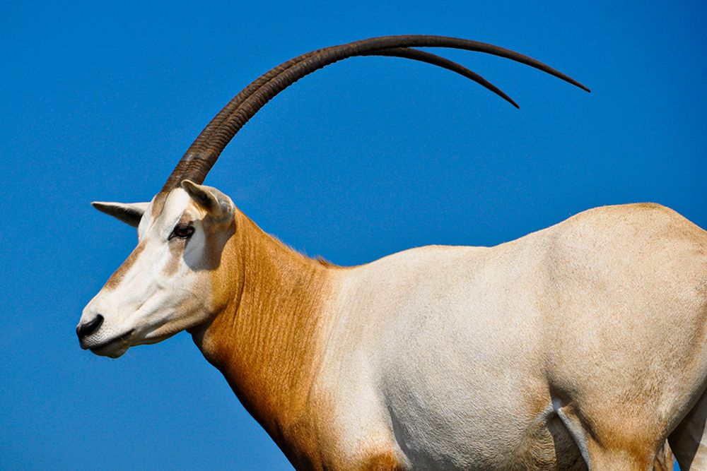 Scimitar-horned Oryx art print by Dolores Reed for $57.95 CAD