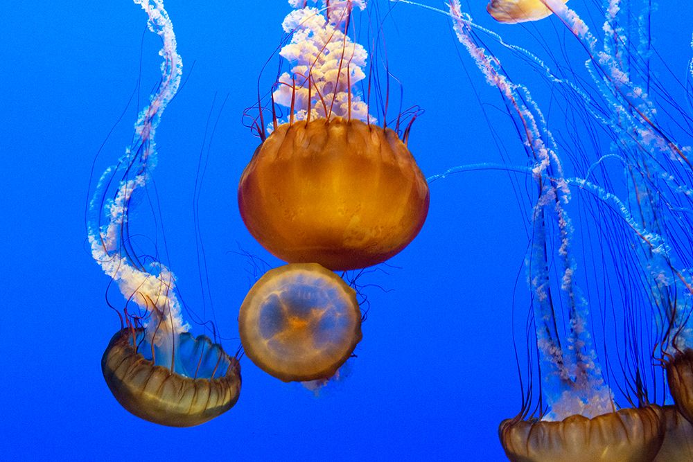 Jellyfish II art print by Carol Highsmith for $57.95 CAD
