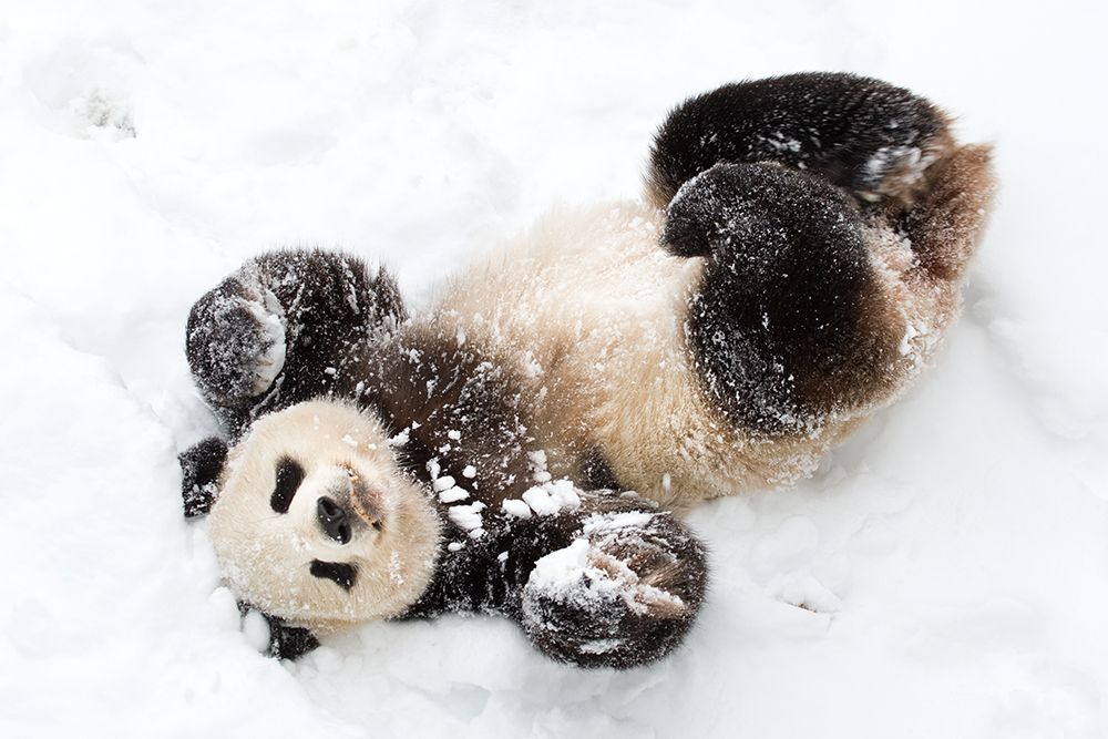Giant Panda III art print by Mehgan Murphy for $57.95 CAD