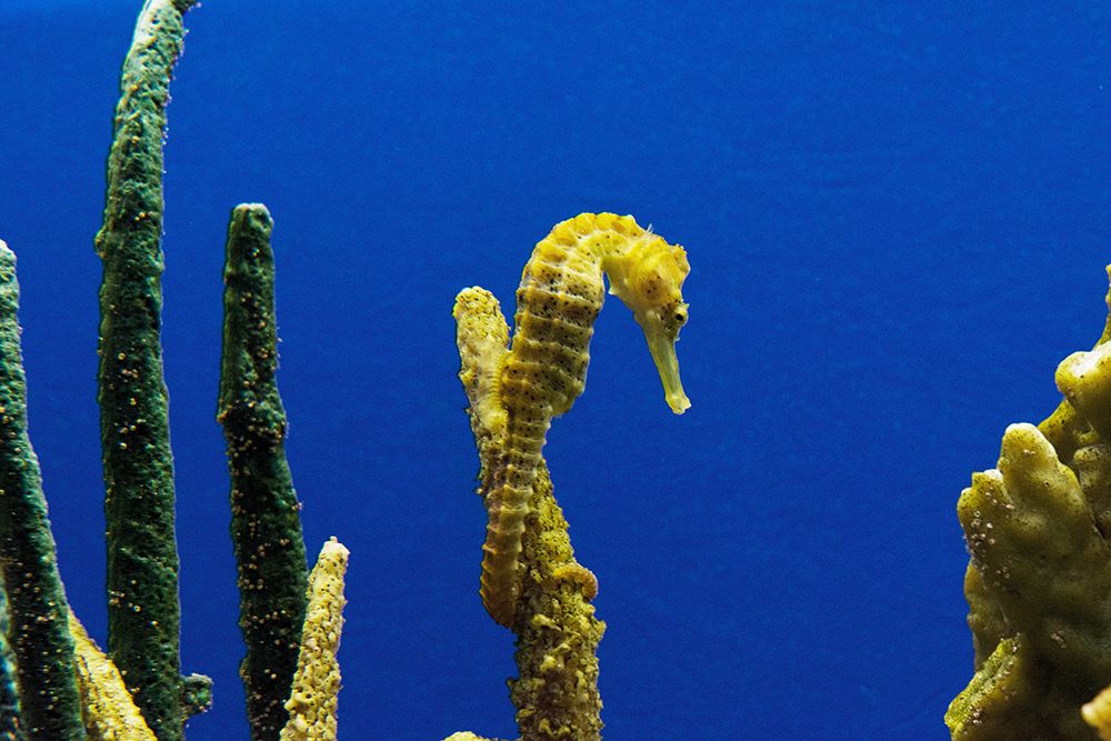 Seahorse art print by Carol Highsmith for $57.95 CAD