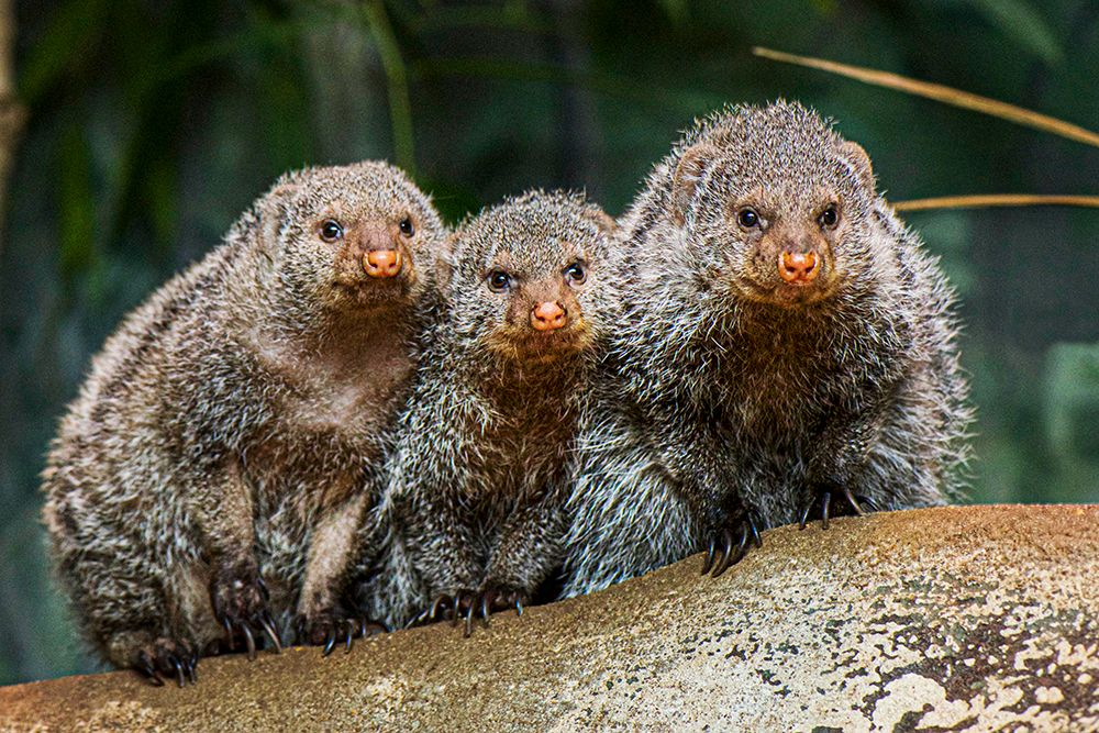 Banded Mongoose art print by Clyde E. Nishimura for $57.95 CAD