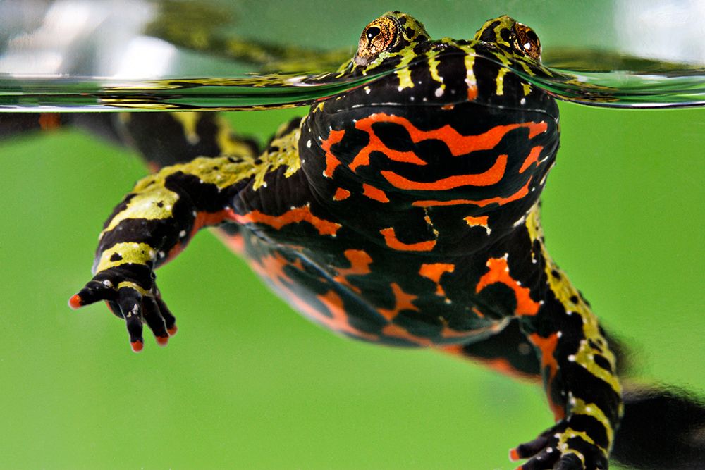 Oriental Fire-bellied Toad art print by Smithsonian Institution for $57.95 CAD