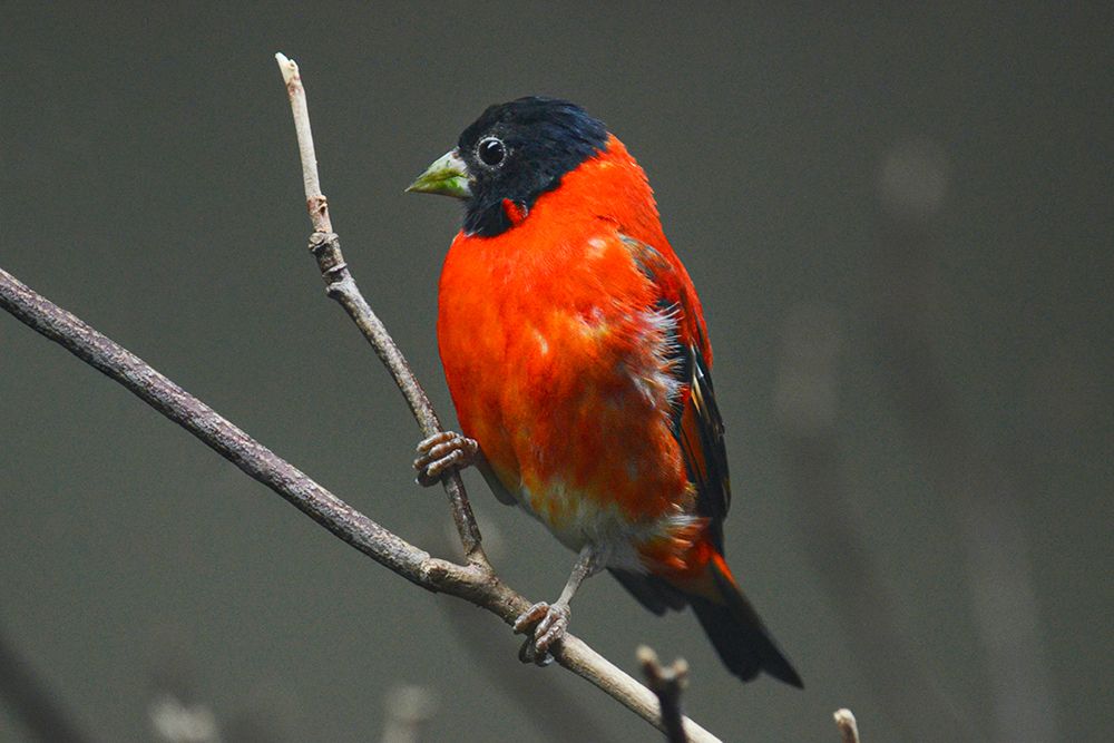 Red Siskin art print by Animal Photography for $57.95 CAD