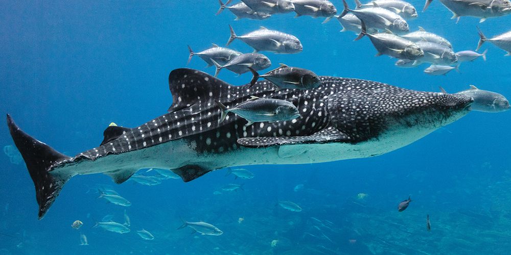Whale Shark II art print by Carol Highsmith for $57.95 CAD
