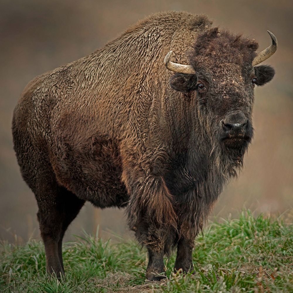 American Bison art print by Joe Alderman for $57.95 CAD