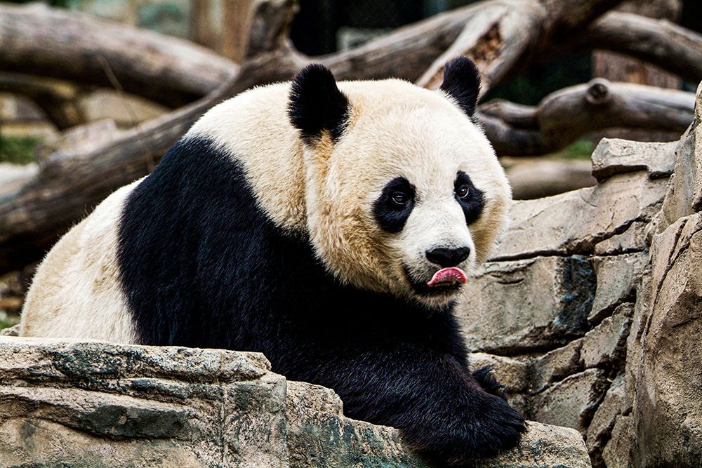 Giant Panda IV art print by Mehgan Murphy for $57.95 CAD