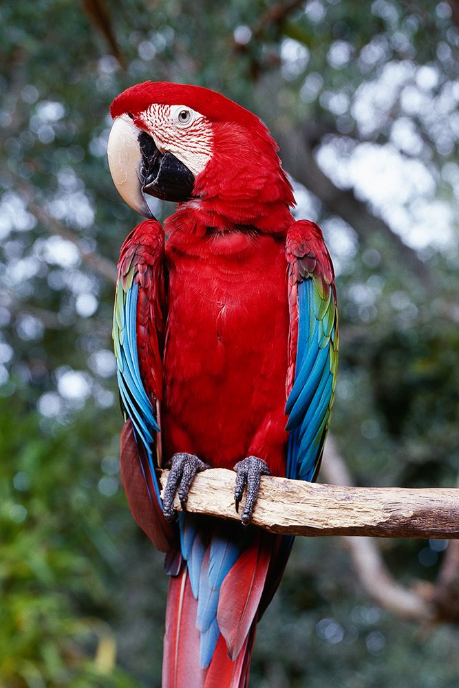 Parrot on a Tree art print by Carol Highsmith for $57.95 CAD