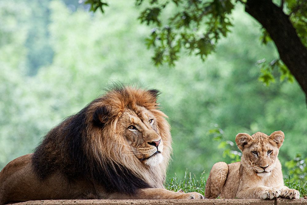 African Lion art print by Mehgan Murphy for $57.95 CAD