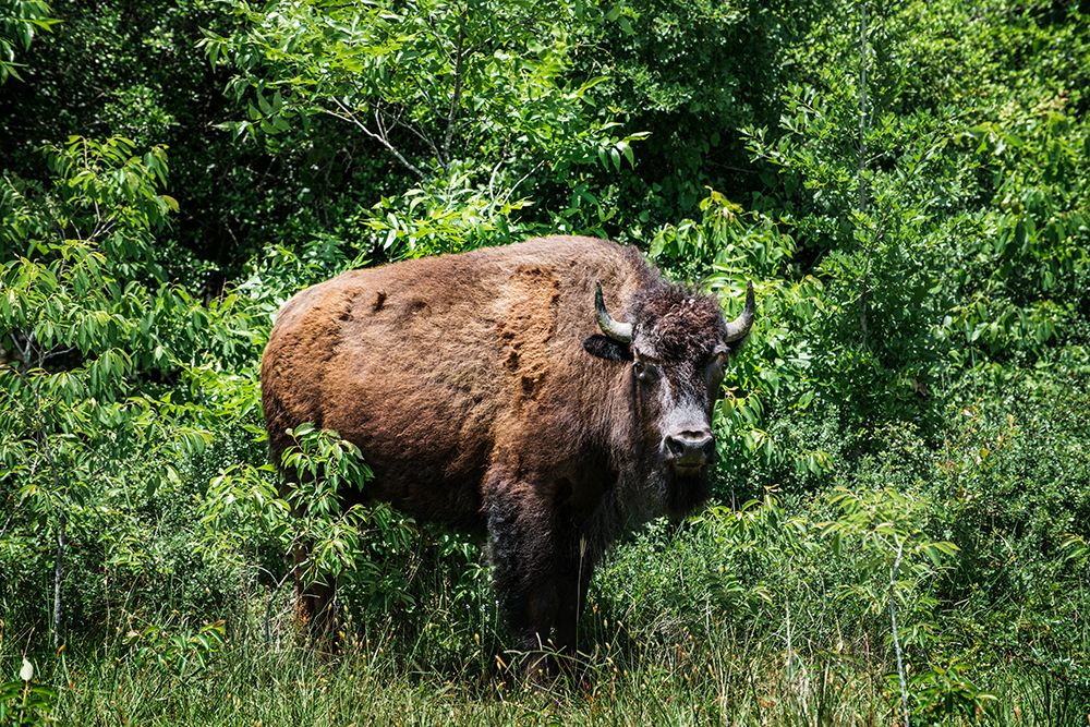 American Bison art print by Carol Highsmith for $57.95 CAD
