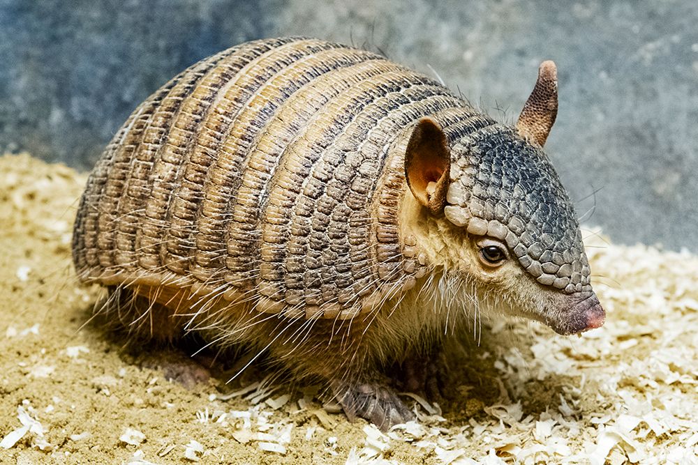 Screaming Hairy Armadillo art print by Clyde E. Nishimura for $57.95 CAD