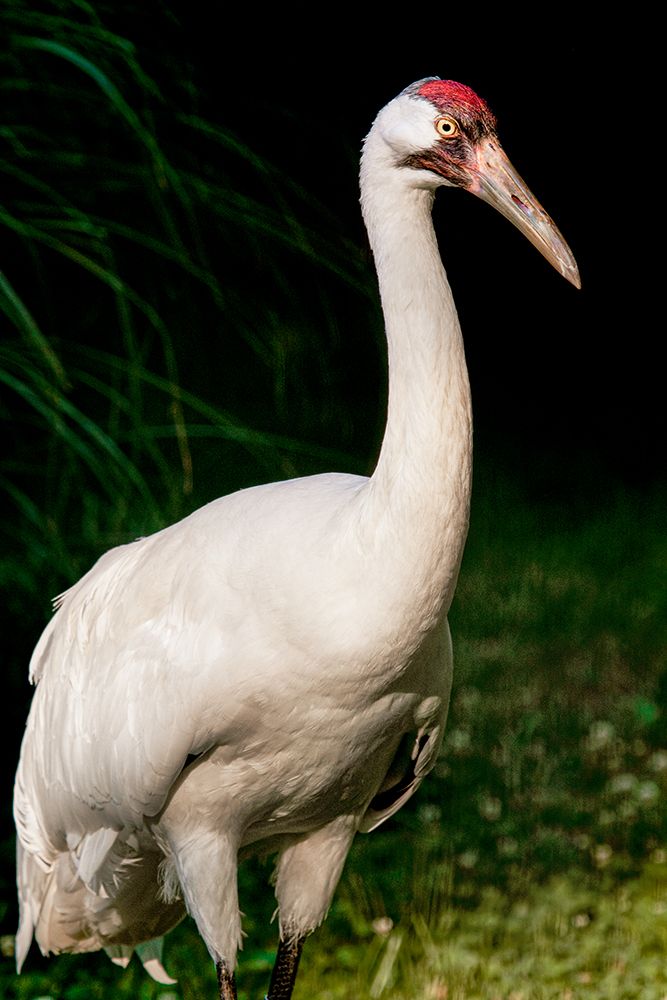 Whooping Crane art print by Smithsonian Institution for $57.95 CAD