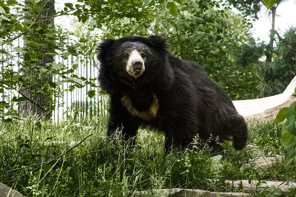 Sloth Bear art print by Mehgan Murphy for $57.95 CAD