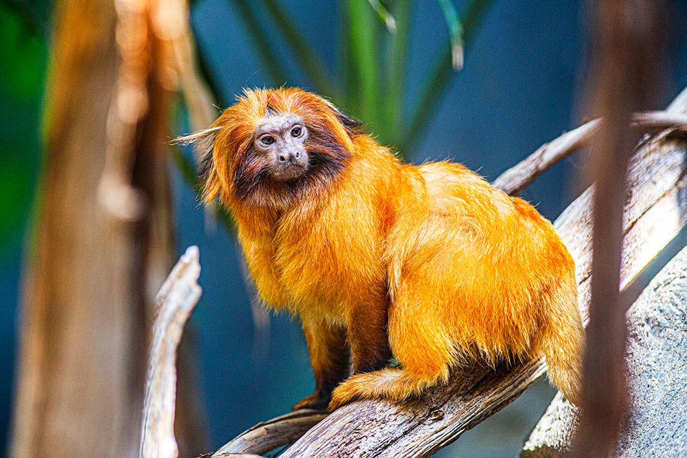 Golden Lion Tamarin art print by Skip Brown for $57.95 CAD
