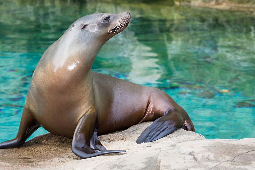 California Sea Lion art print by Mehgan Murphy for $57.95 CAD