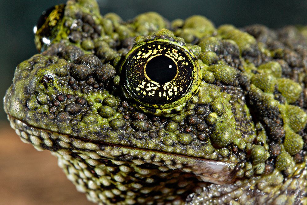 Vietnamese Mossy Frog art print by Smithsonian Institution for $57.95 CAD