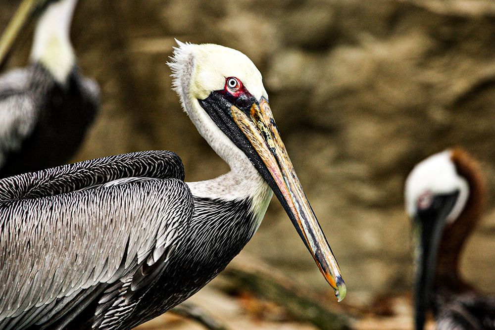 Brown Pelican art print by Smithsonian Institution for $57.95 CAD