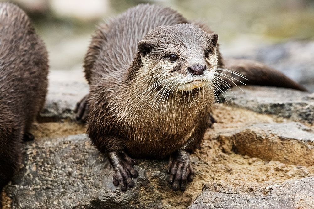 Asian Small-clawed Otter art print by Mehgan Murphy for $57.95 CAD