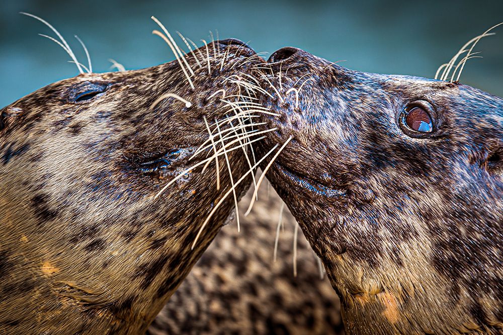 Harbor Seals art print by Animal Photography for $57.95 CAD