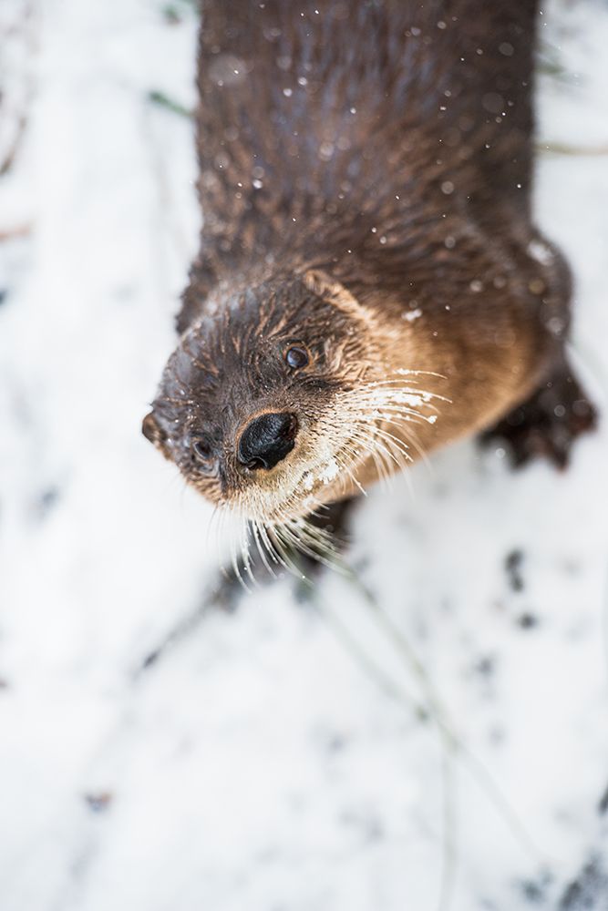 North American River Otter art print by Abby Wood for $57.95 CAD