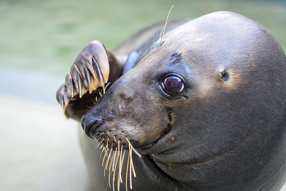 Gray Seal art print by Connor Mallon for $57.95 CAD