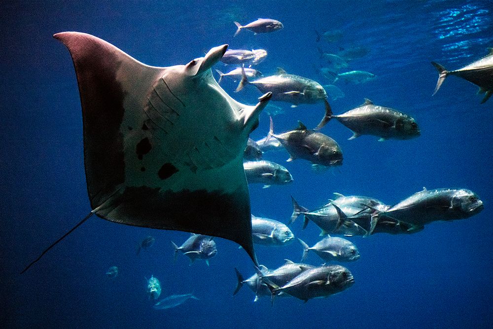 Devil Ray art print by Carol Highsmith for $57.95 CAD
