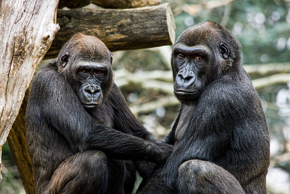 Lowland Gorilla art print by Mehgan Murphy for $57.95 CAD