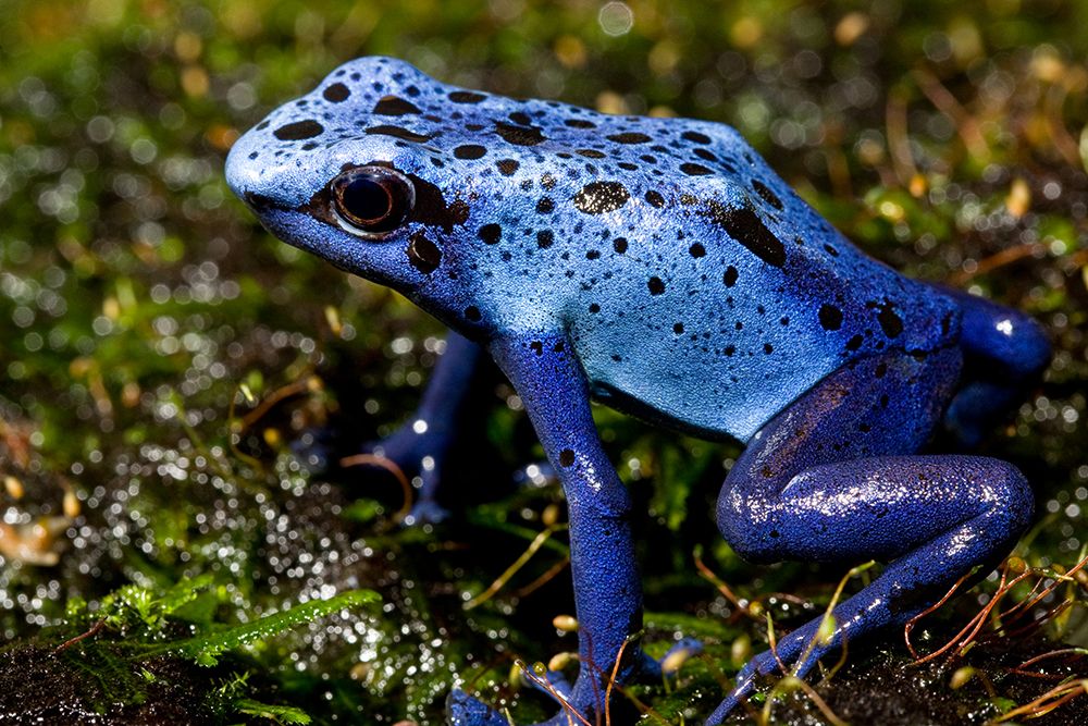 Blue Poison Frog art print by Smithsonian Institution for $57.95 CAD