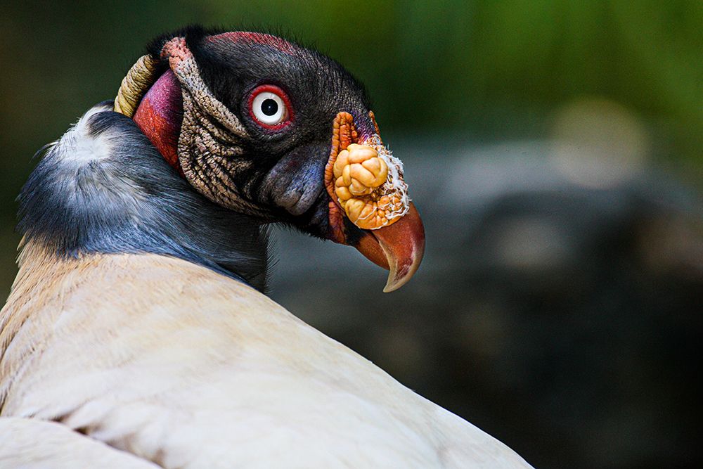 King Vulture art print by Animal Photography for $57.95 CAD