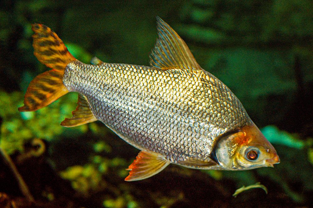 Flagtail Characin art print by Christa Carignan for $57.95 CAD