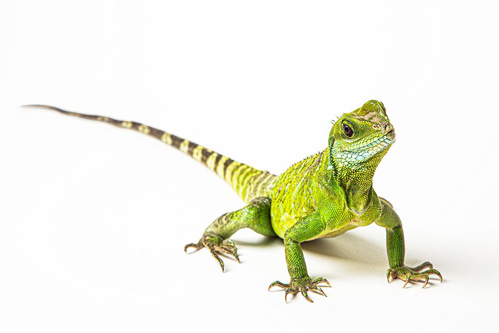 Asian Water Dragon art print by Skip Brown for $57.95 CAD