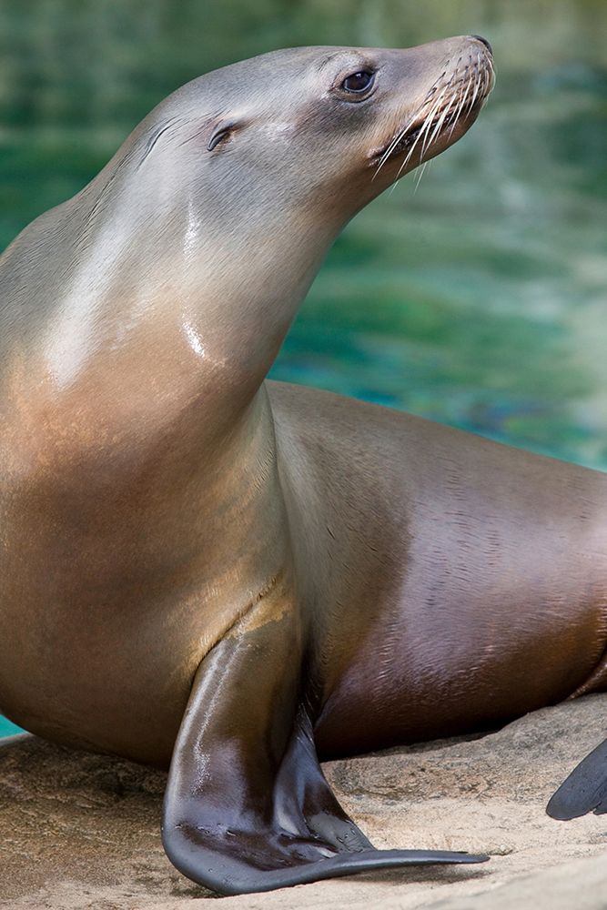 California Sea Lion art print by Mehgan Murphy for $57.95 CAD