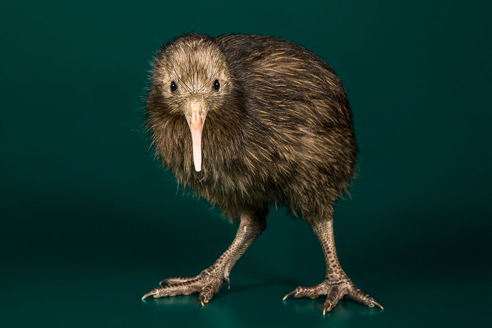 Brown Kiwi art print by Smithsonian Institution for $57.95 CAD