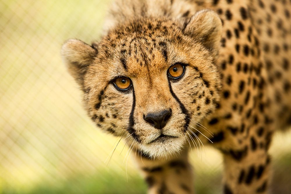 Cheetah art print by Ronda Gregorio for $57.95 CAD