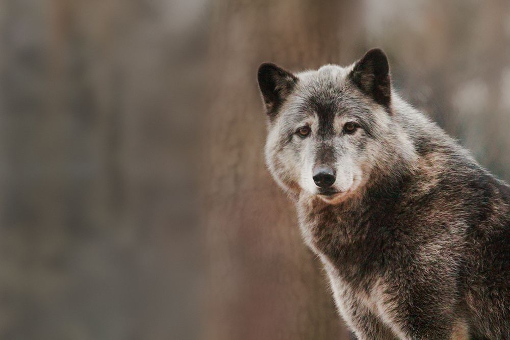 Gray Wolf art print by Brittany Steff for $57.95 CAD