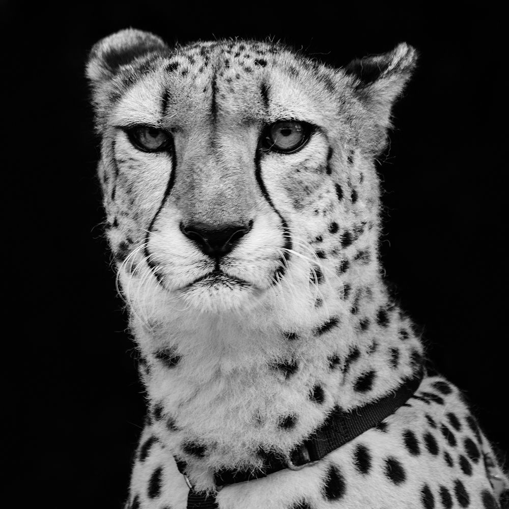 Cheetah art print by Carol Highsmith for $57.95 CAD