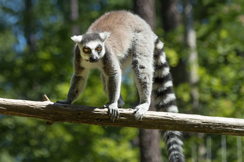 Lemur art print by Carol Highsmith for $57.95 CAD