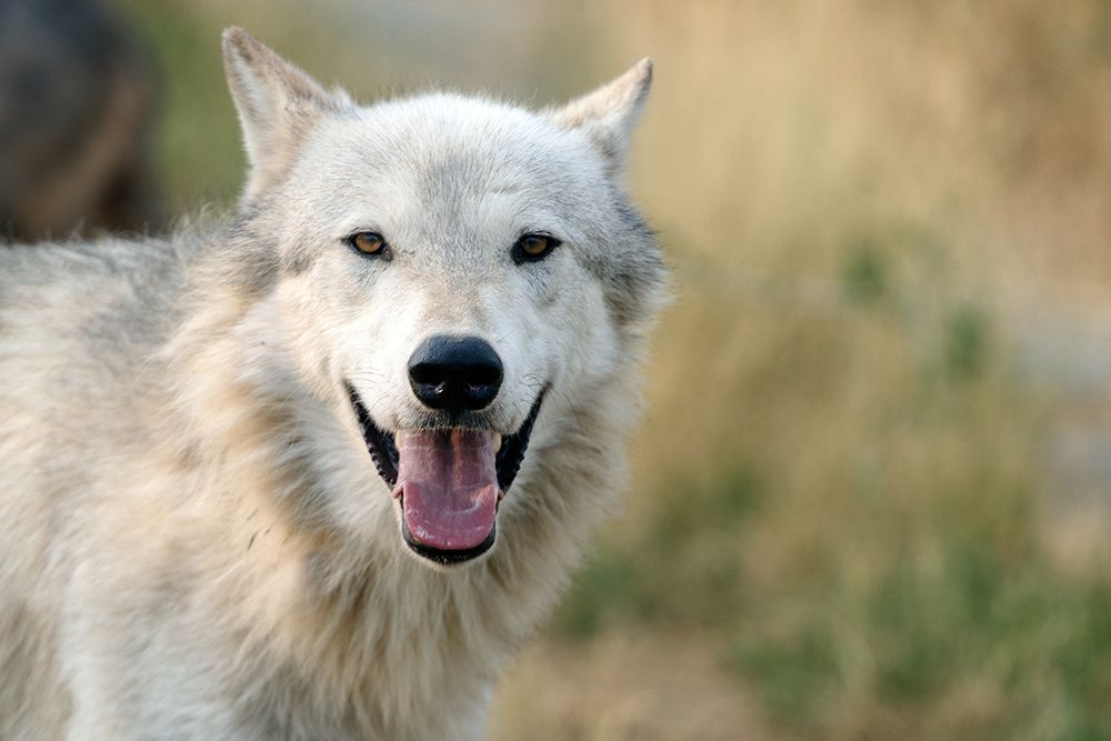 Lone Wolf art print by Carol Highsmith for $57.95 CAD