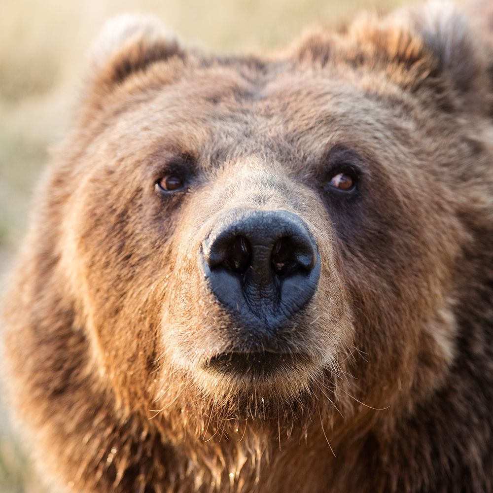 Big Brown Bear art print by Carol Highsmith for $57.95 CAD