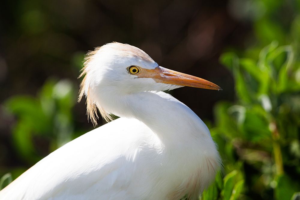 Snowy Egret art print by NASA for $57.95 CAD