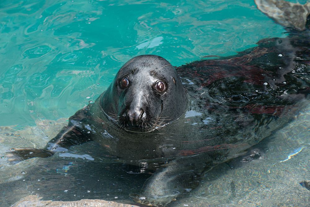 Gray Seal art print by Abby Wood for $57.95 CAD