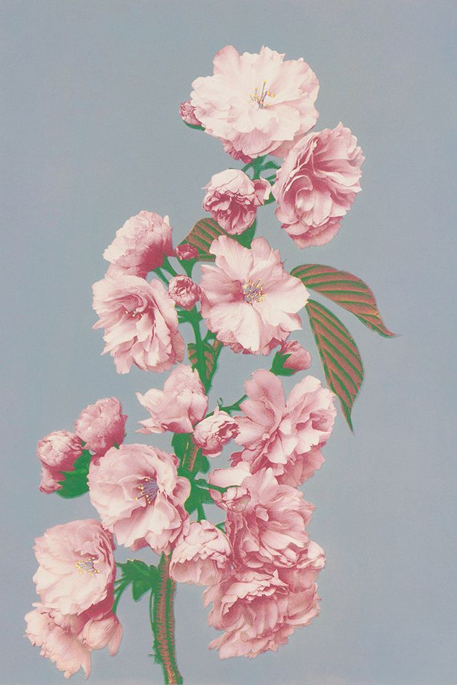 Cherry Blossom art print by Ogawa Kazumasa for $57.95 CAD